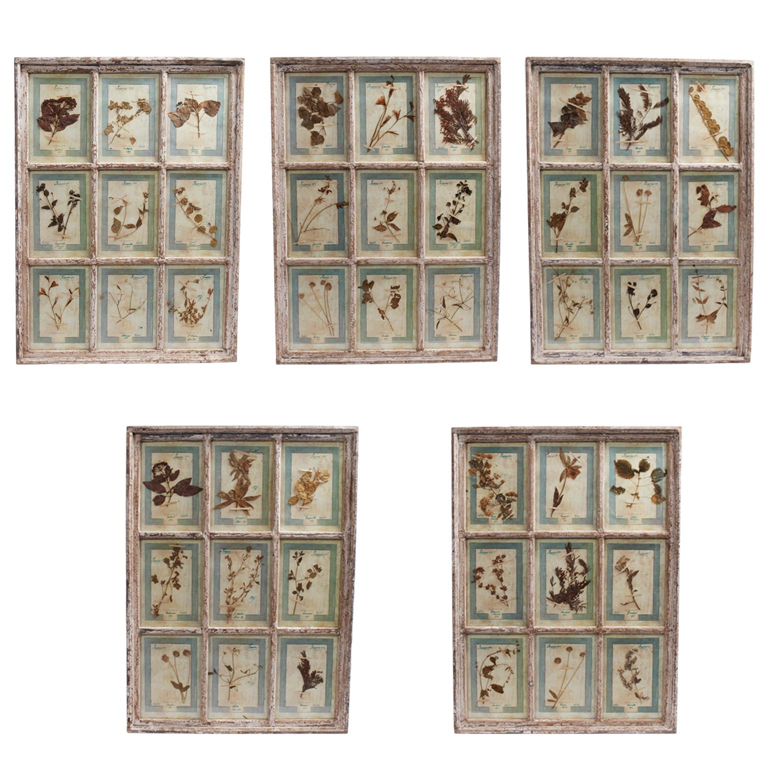XX secolo Antica collezione botanica italiana in una cornice per finestra in vendita