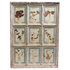 Antique Italian Botanical Collection in a Window Frame