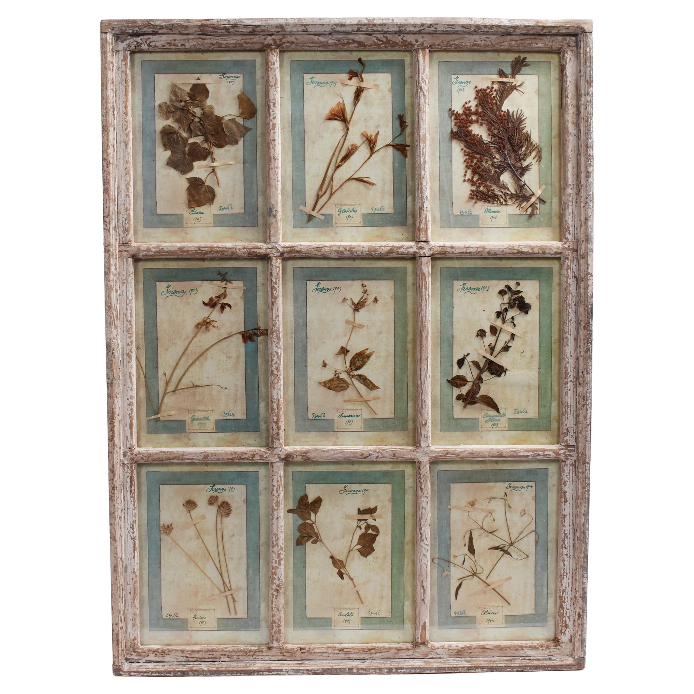 Antica collezione botanica italiana in una cornice per finestra