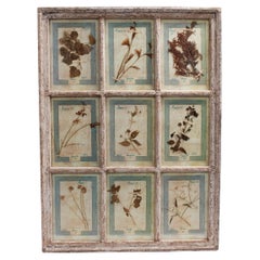 Collection botanique italienne ancienne dans un cadre de fenêtre