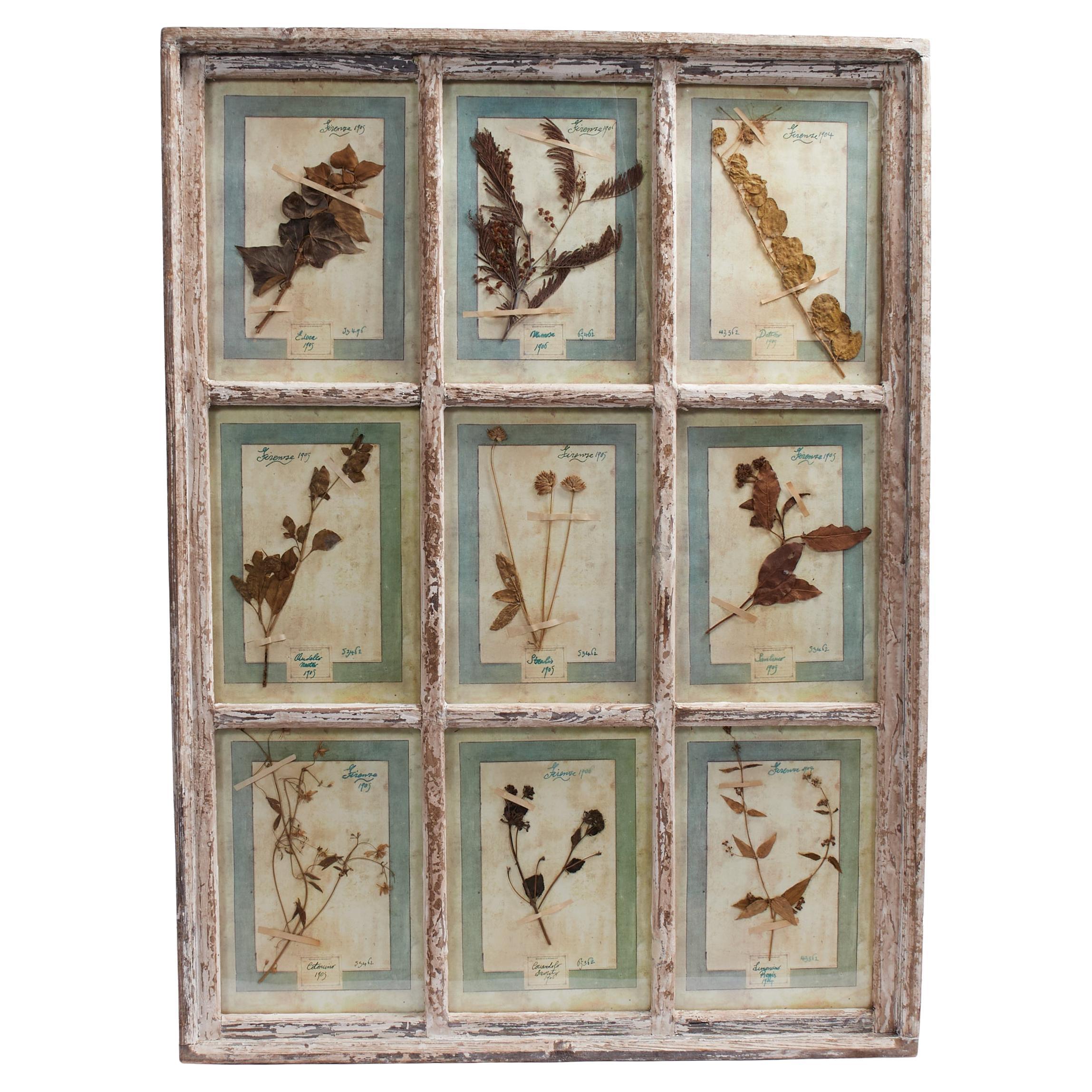 Antica collezione botanica italiana in una cornice per finestra