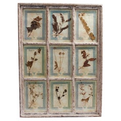 Antique Italian Botanical Collection in a Window Frame