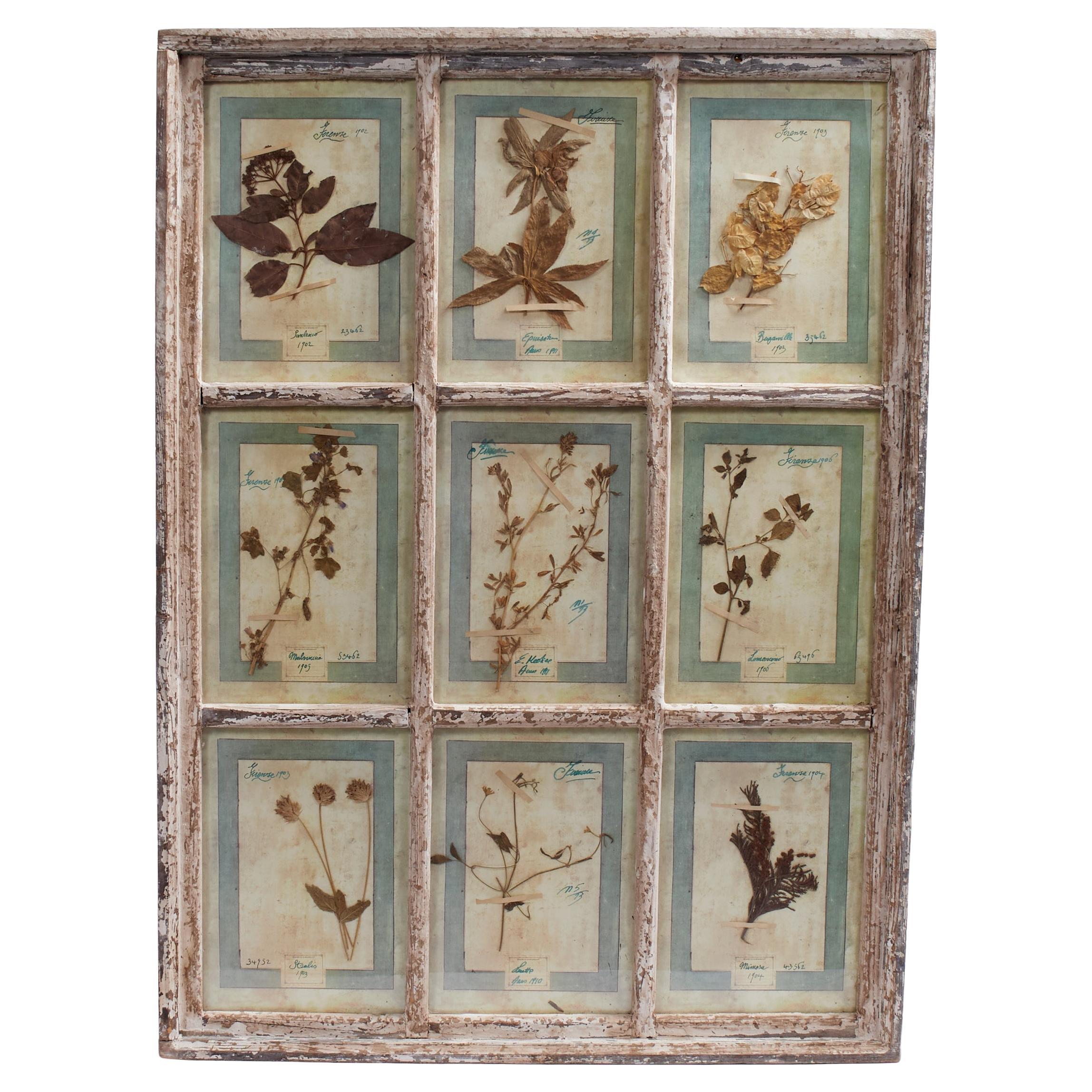 Antica collezione botanica italiana in una cornice per finestra