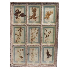 Antike italienische botanische Kollektion in einem Fensterrahmen