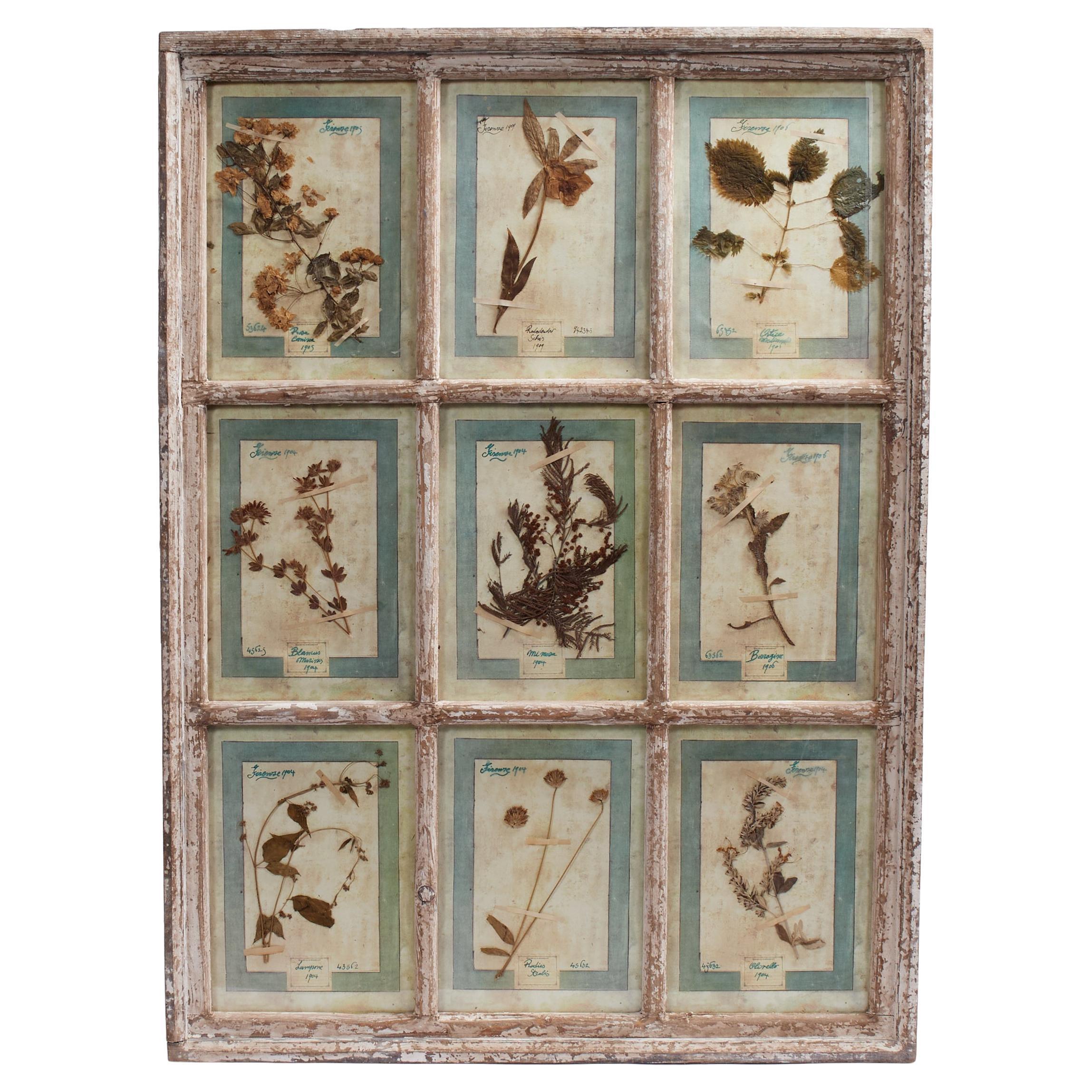 Antica collezione botanica italiana in una cornice per finestra