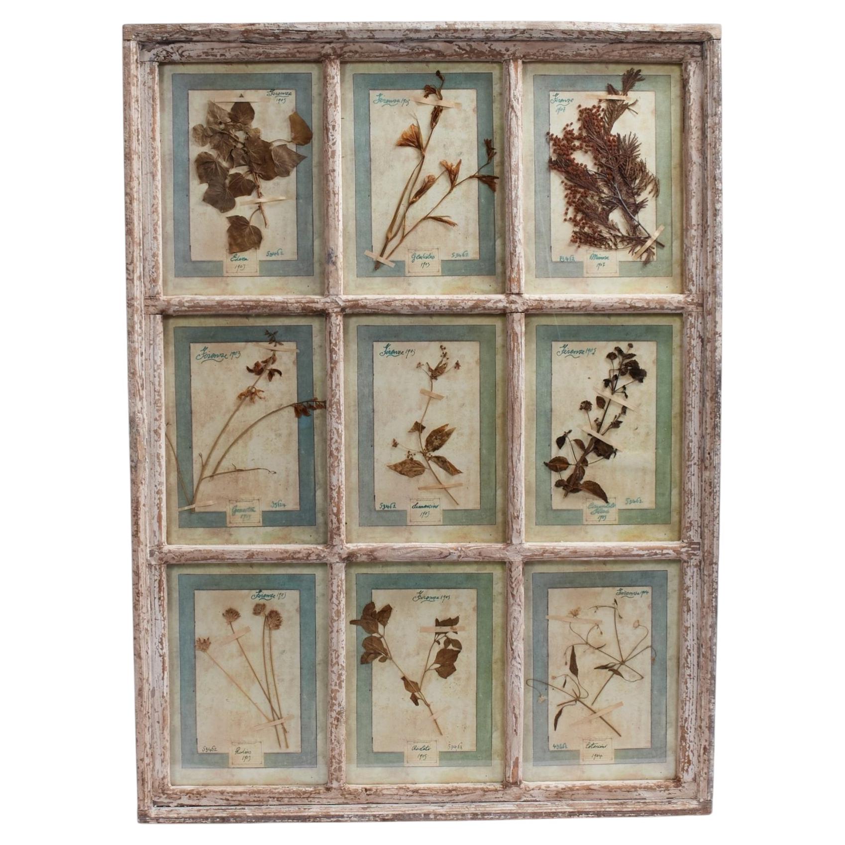 Antique Italian Botanical Collection in a Window Frame