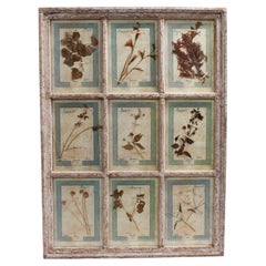 Antike italienische botanische Kollektion in einem Fensterrahmen