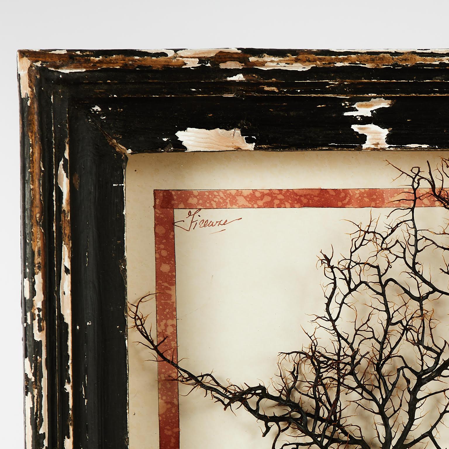 Charming neoclassic yet naive mixed media collage using a sea fan and seashells as a bouquet in a watercolor classical urn with scholastic style notes. Presented under glass in a worn painted wood frame.