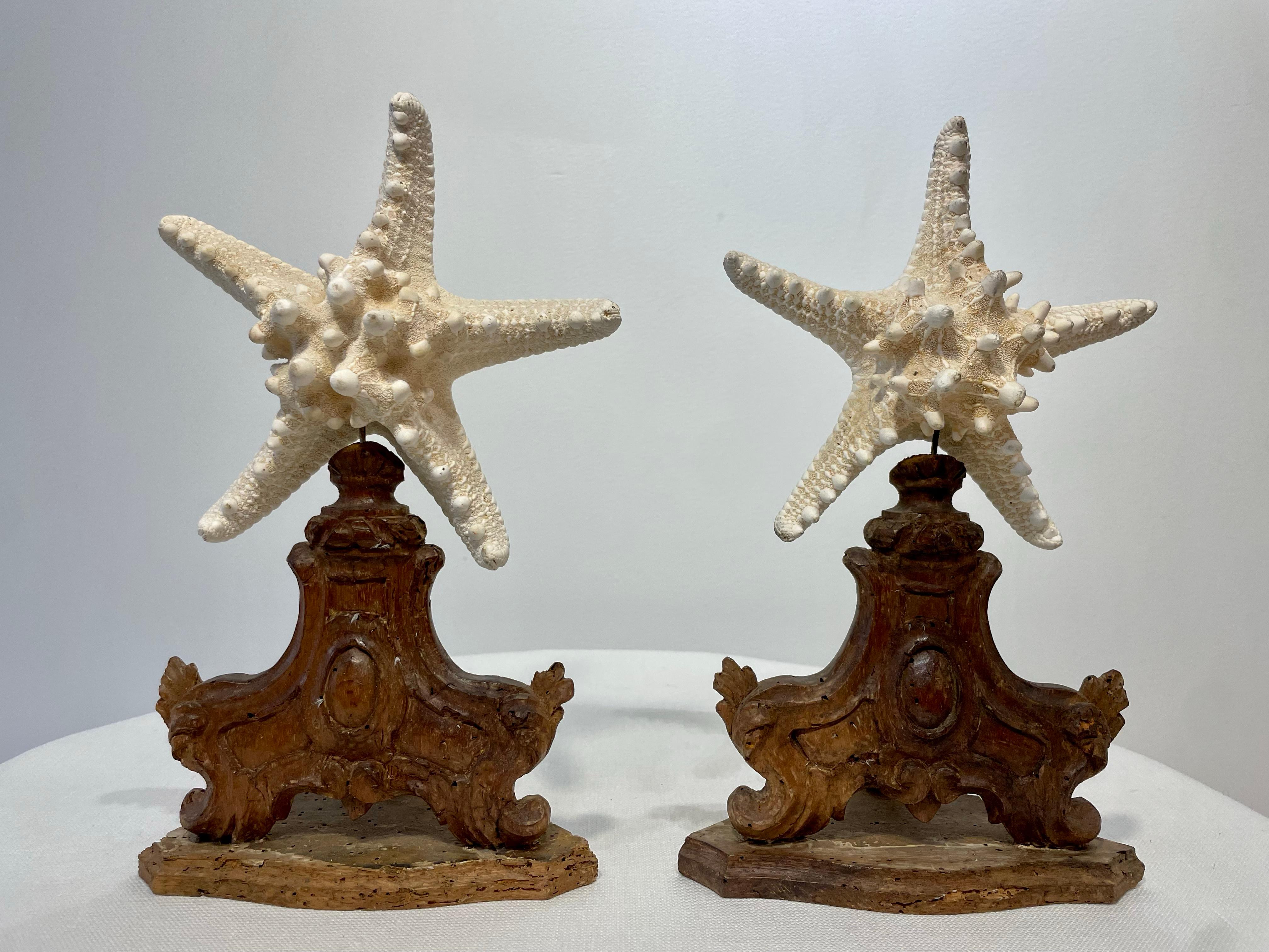 Antique Italian carved olive wood Rococo style stands holding starfish specimens. The bases are 19th century, circa 1880. Starfish are recent additions sourced from Sicily.