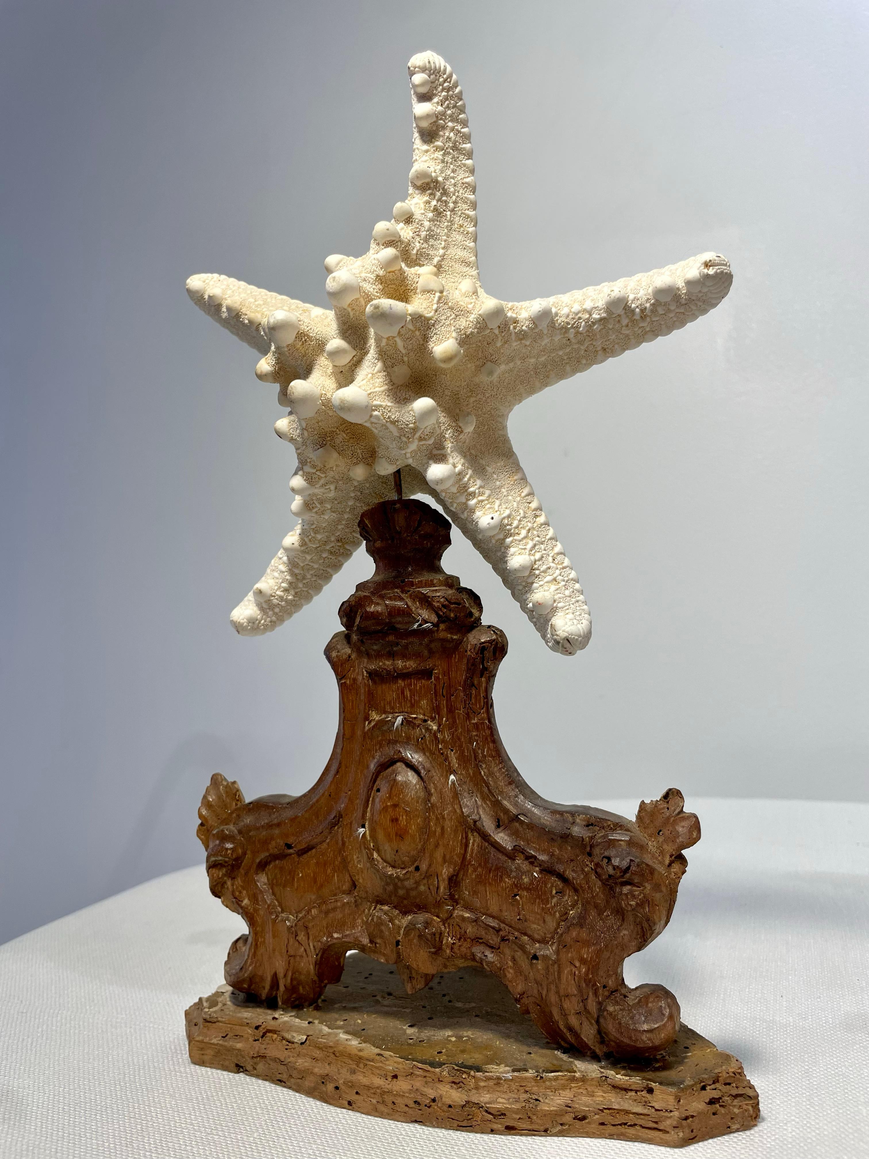 Italian Sicilian Olive Wood Starfish Stands Circa 1880