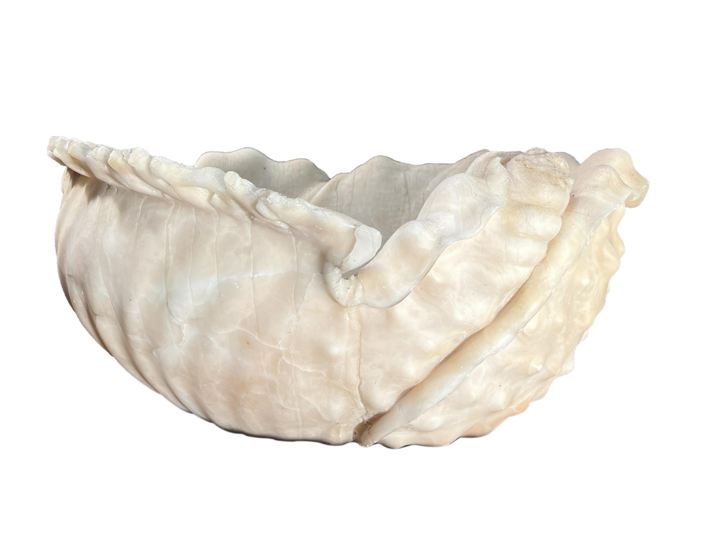 roman shell