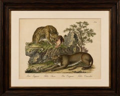 Antique Jaguar & Cougar Lithograph by Karl Joseph Brodtmann, 1816