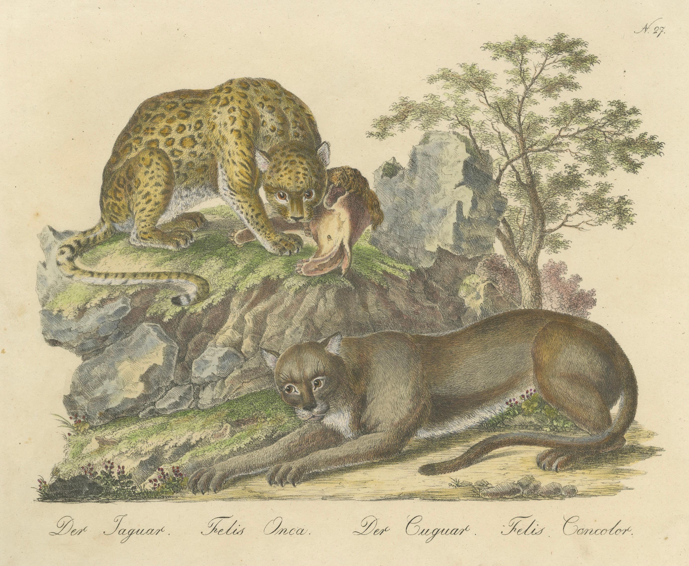 Antique Jaguar & Cougar Lithograph by Karl Joseph Brodtmann, 1816