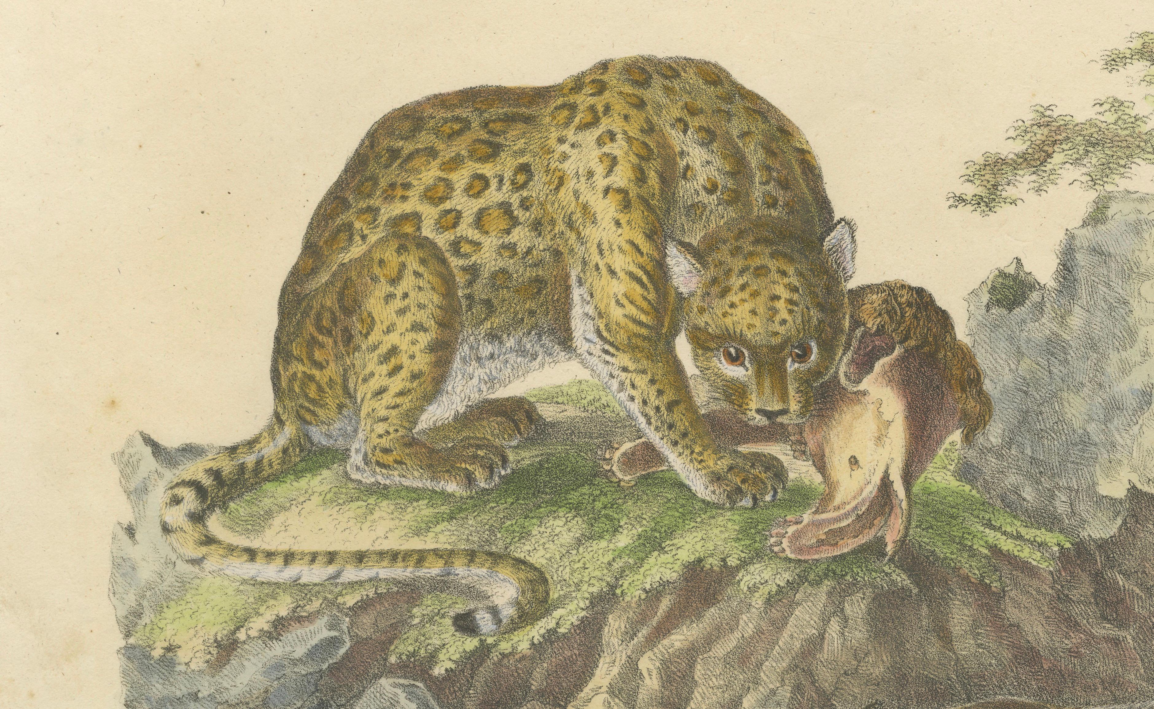 Antique Jaguar & Cougar Lithograph by Karl Joseph Brodtmann, 1816