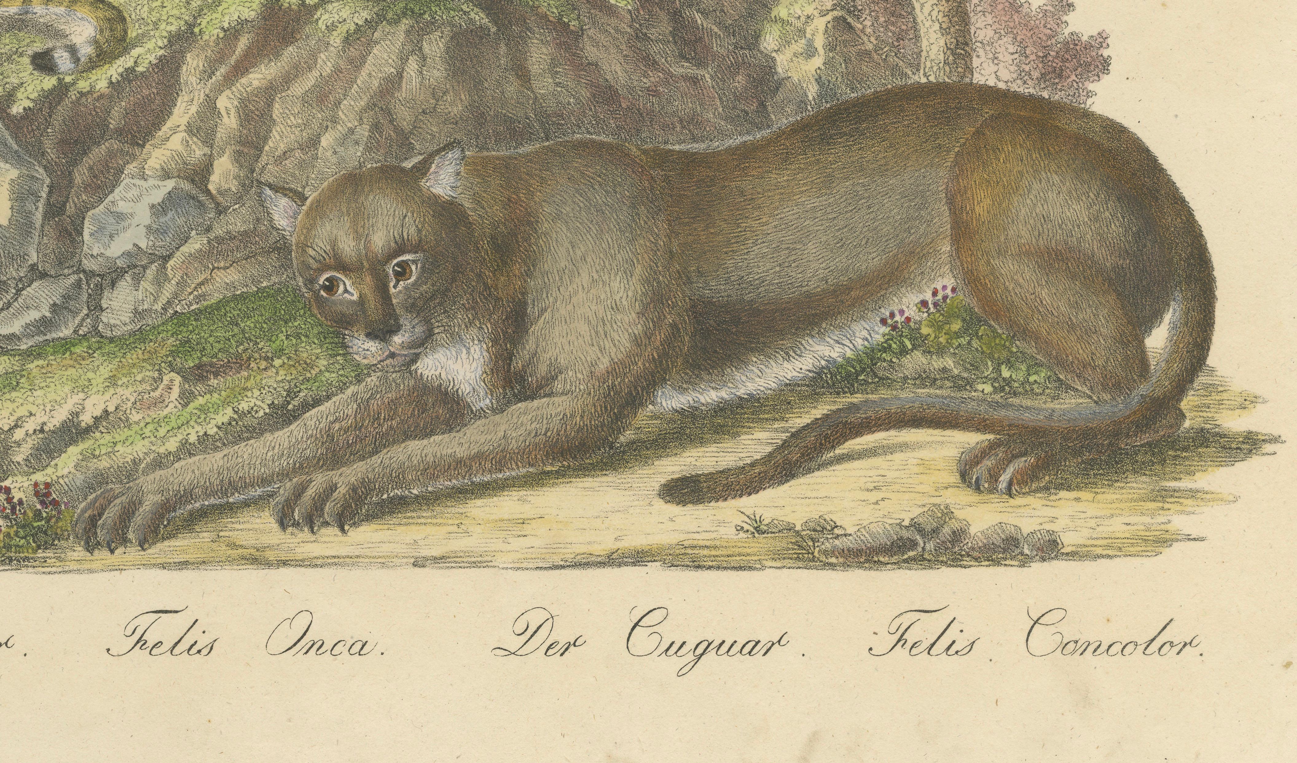 Antique Jaguar & Cougar Lithograph by Karl Joseph Brodtmann, 1816