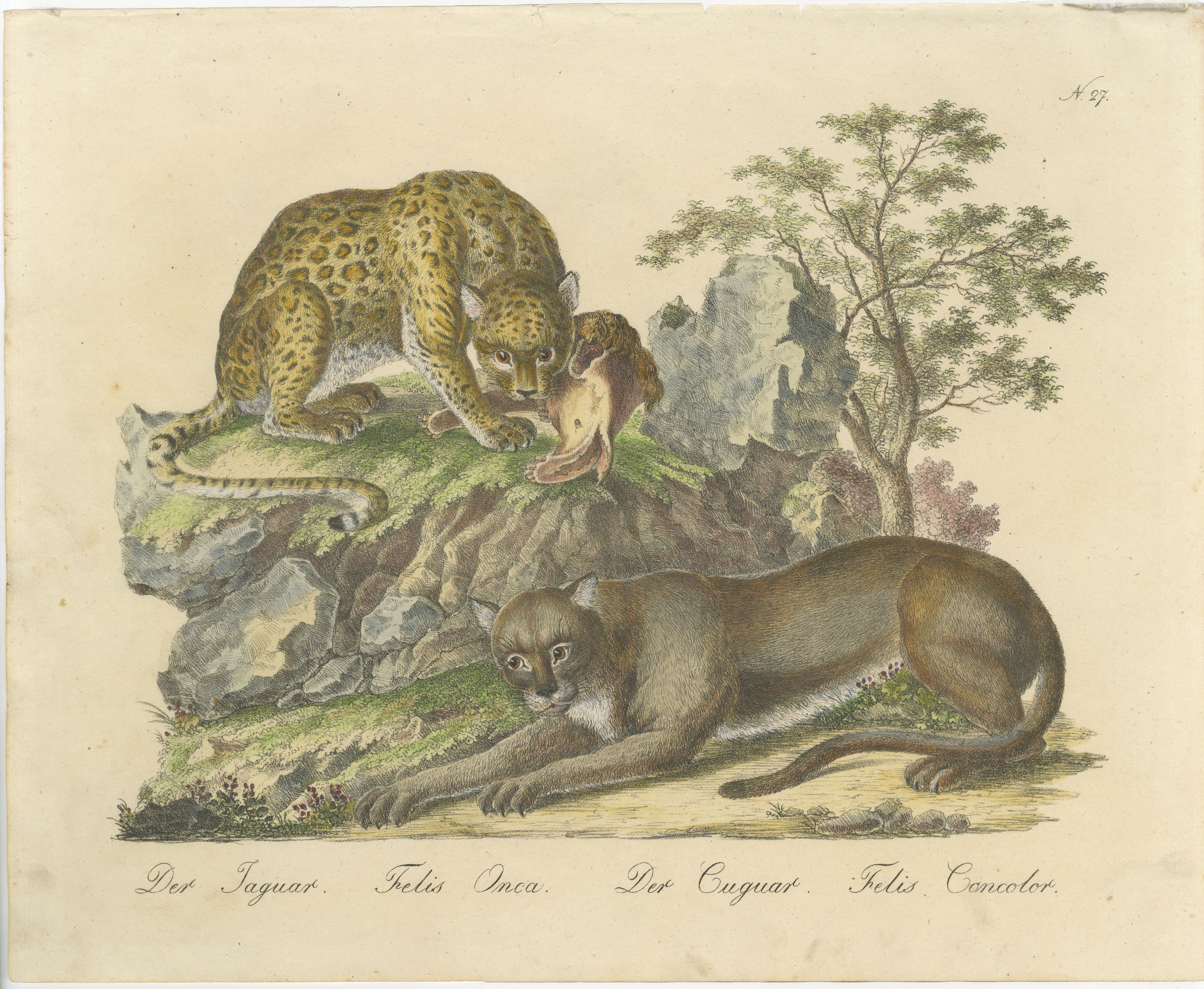 Antique Jaguar & Cougar Lithograph by Karl Joseph Brodtmann, 1816
