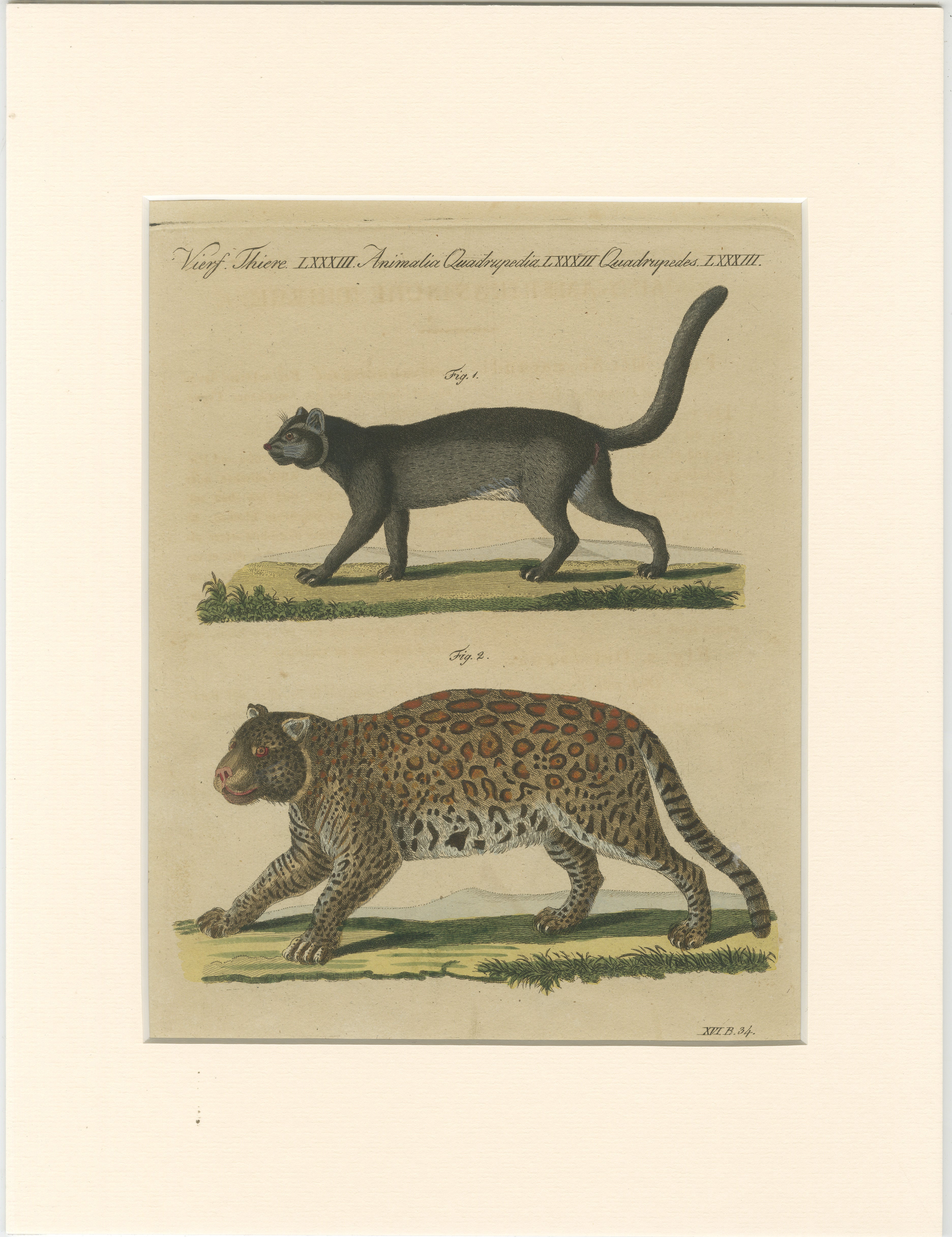 Antique Jaguar & Jaguarundi Engraving – Bertuch, 1813