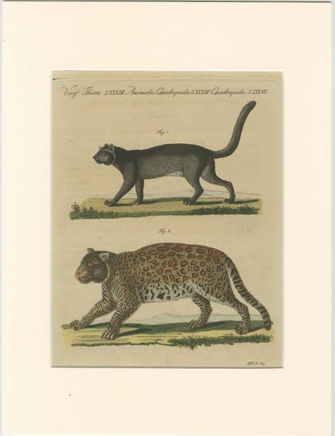 Antique Jaguar & Jaguarundi Engraving – Bertuch, 1813