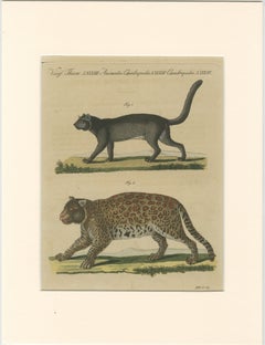Antique Jaguar & Jaguarundi Engraving – Bertuch, 1813