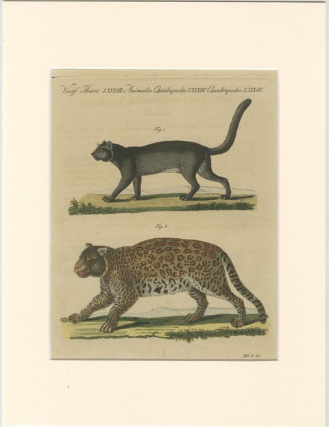 Antique Jaguar & Jaguarundi Engraving, Bertuch, 1813