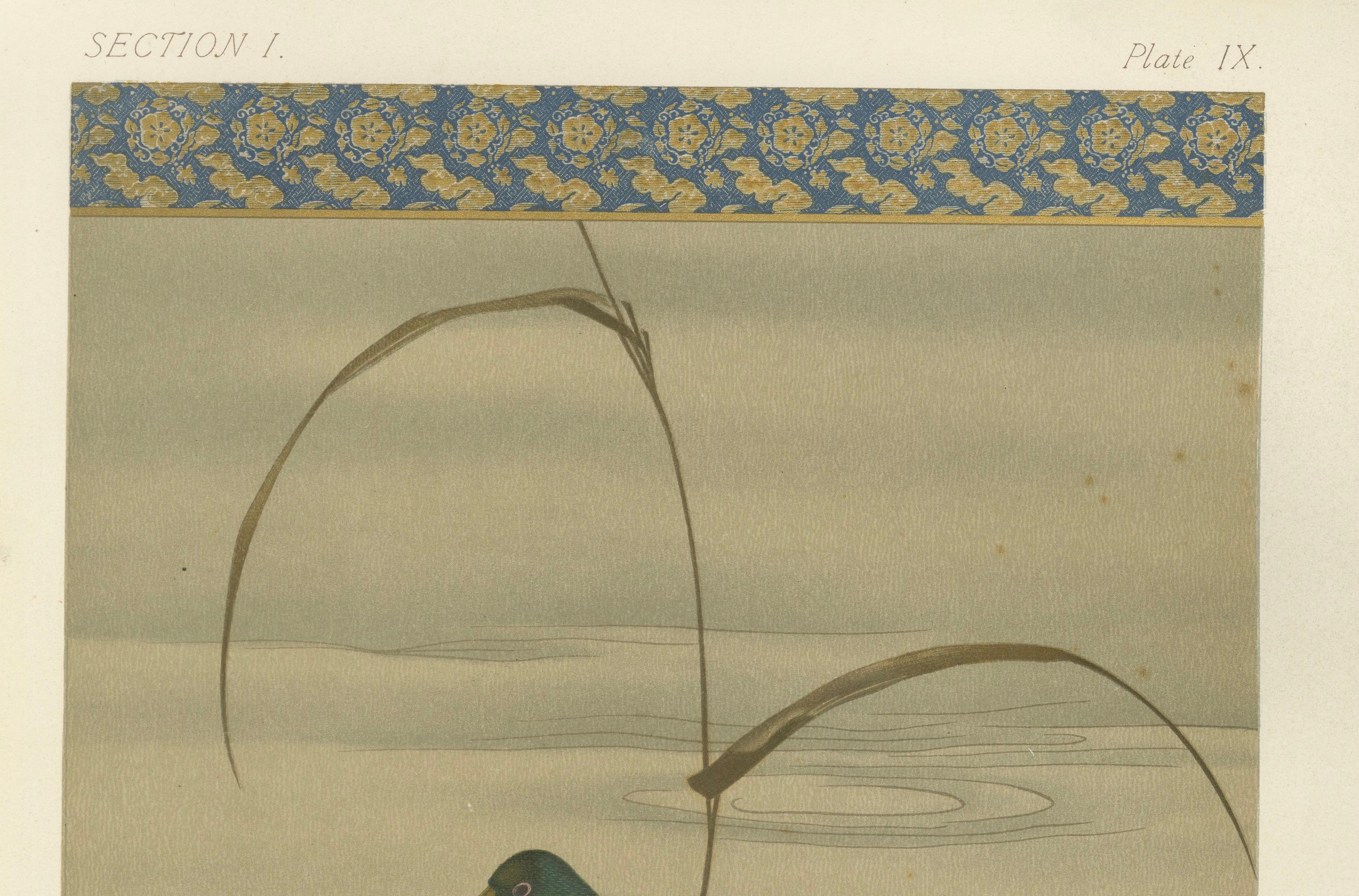 Title:
Antique Japanese Waterfowl Print: Tranquil Duck in Reeds, 19th Century

Description:
This serene and beautifully detailed 19th-century Japanese print captures a tranquil moment of a lone duck gliding gently across calm waters, surrounded by