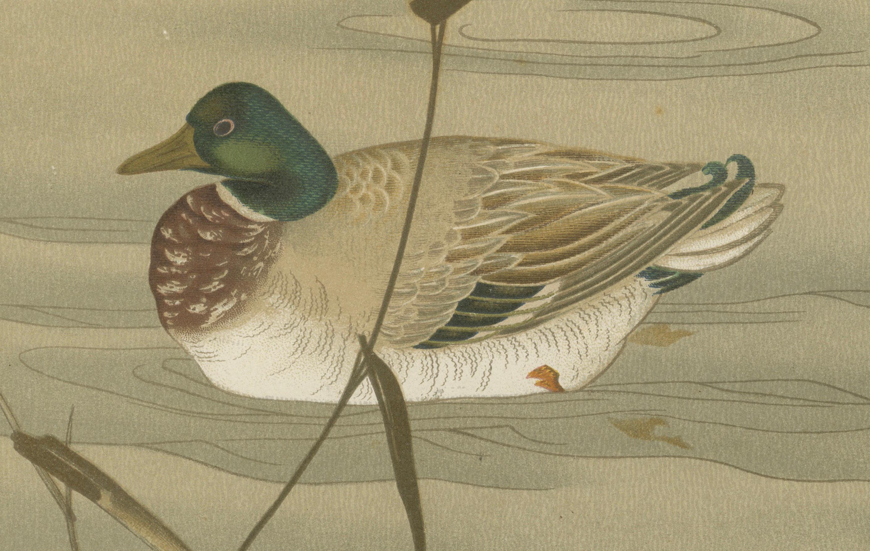 Late 19th Century Antique Japanese Waterfowl Print: Tranquil Duck in Reeds, 19th Century For Sale