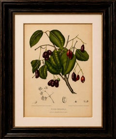 Antique Java Plum Botanical Chromolithograph by Hoola van Nooten, c. 1880