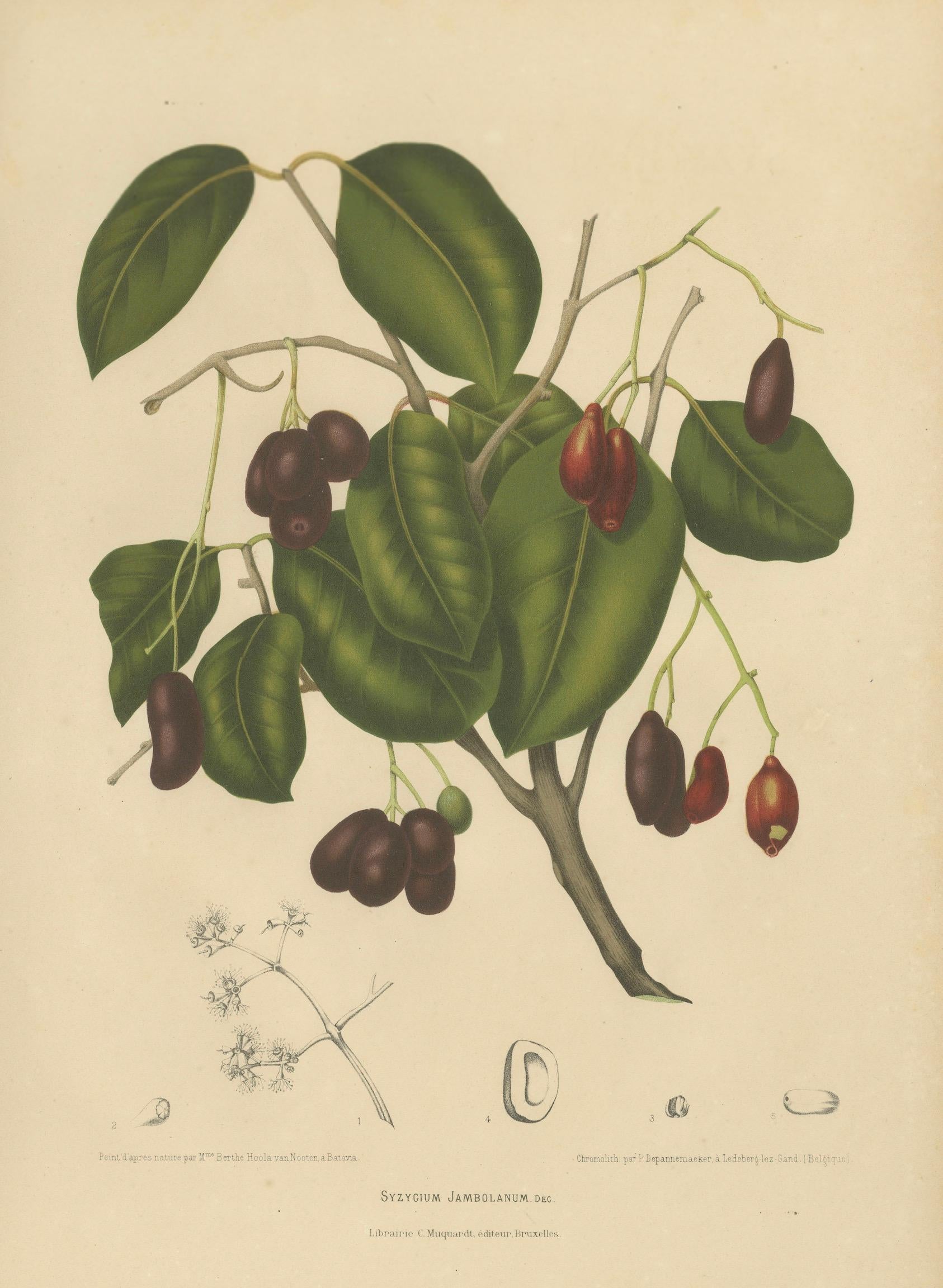 Antique Java Plum Botanical Chromolithograph by Hoola van Nooten, c. 1880