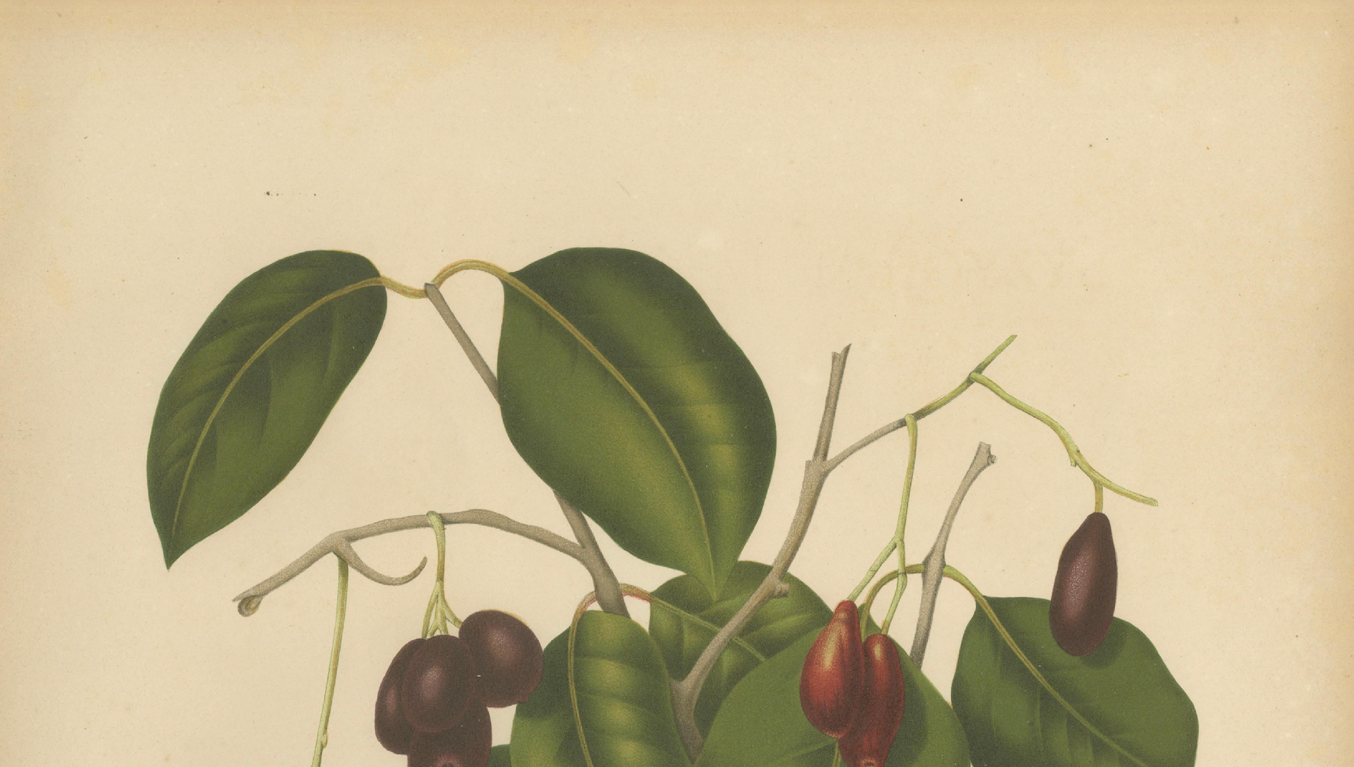 Antique Java Plum Botanical Chromolithograph by Hoola van Nooten, c. 1880