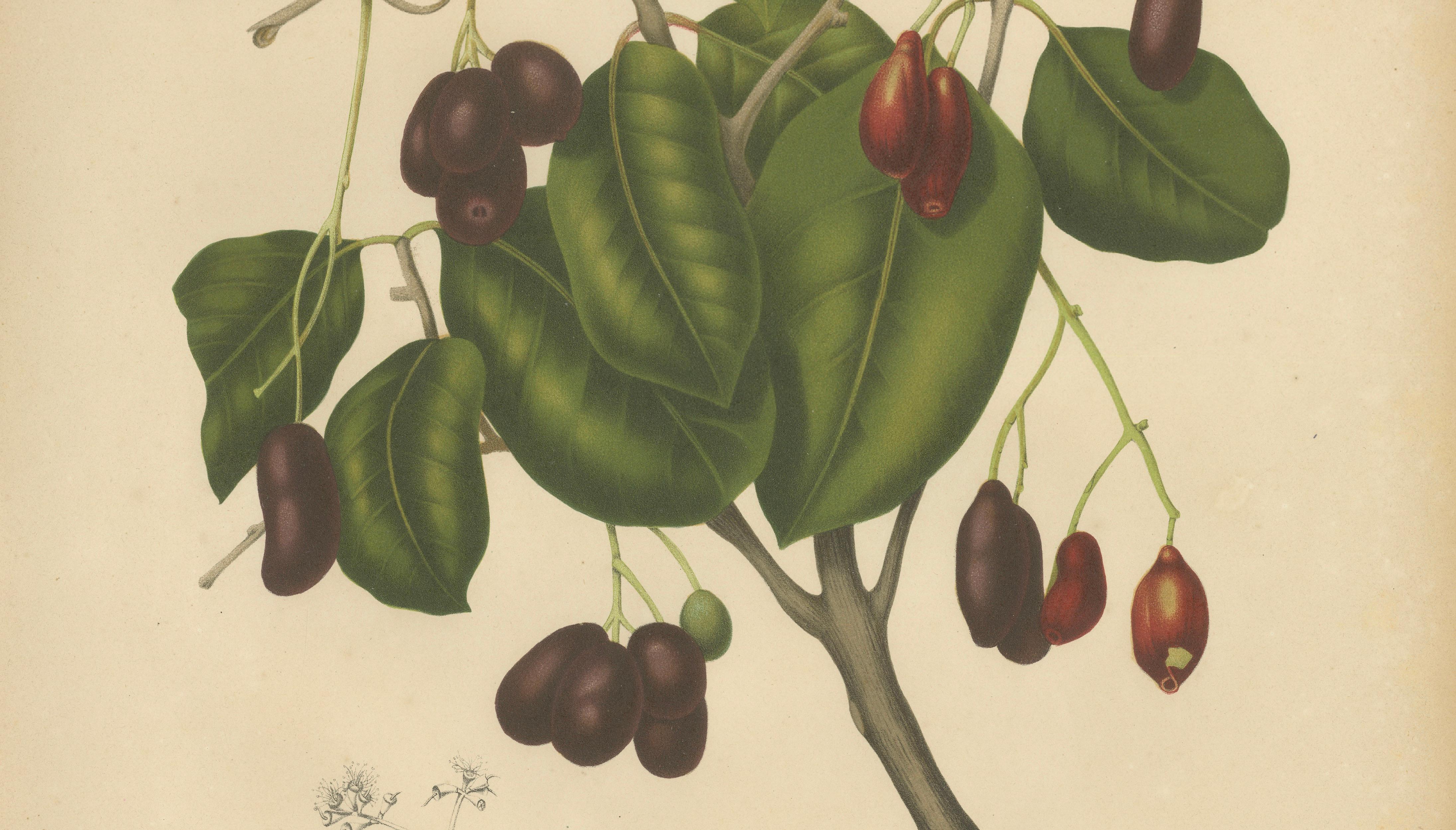 Antique Java Plum Botanical Chromolithograph by Hoola van Nooten, c. 1880