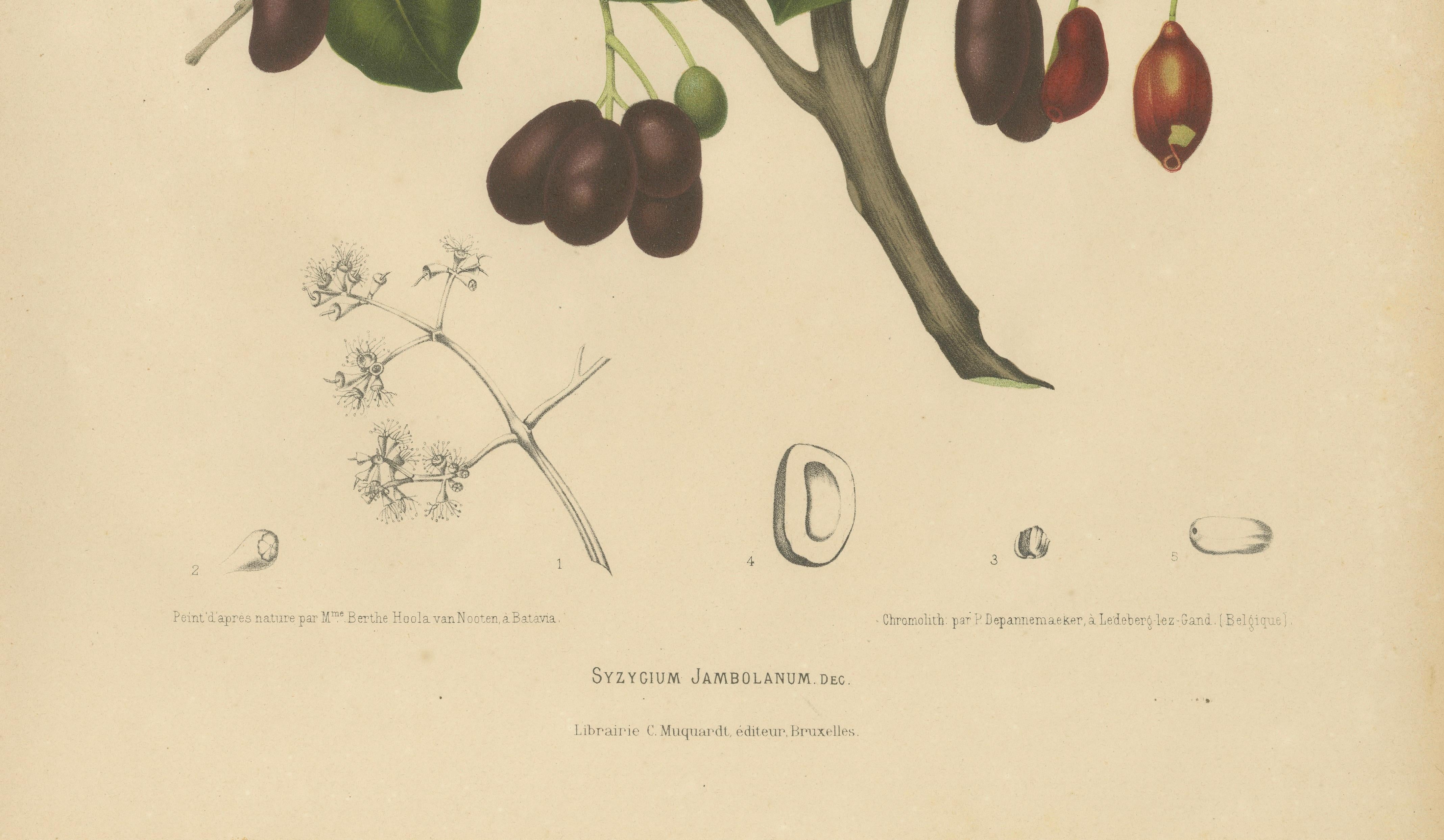 Antique Java Plum Botanical Chromolithograph by Hoola van Nooten, c. 1880
