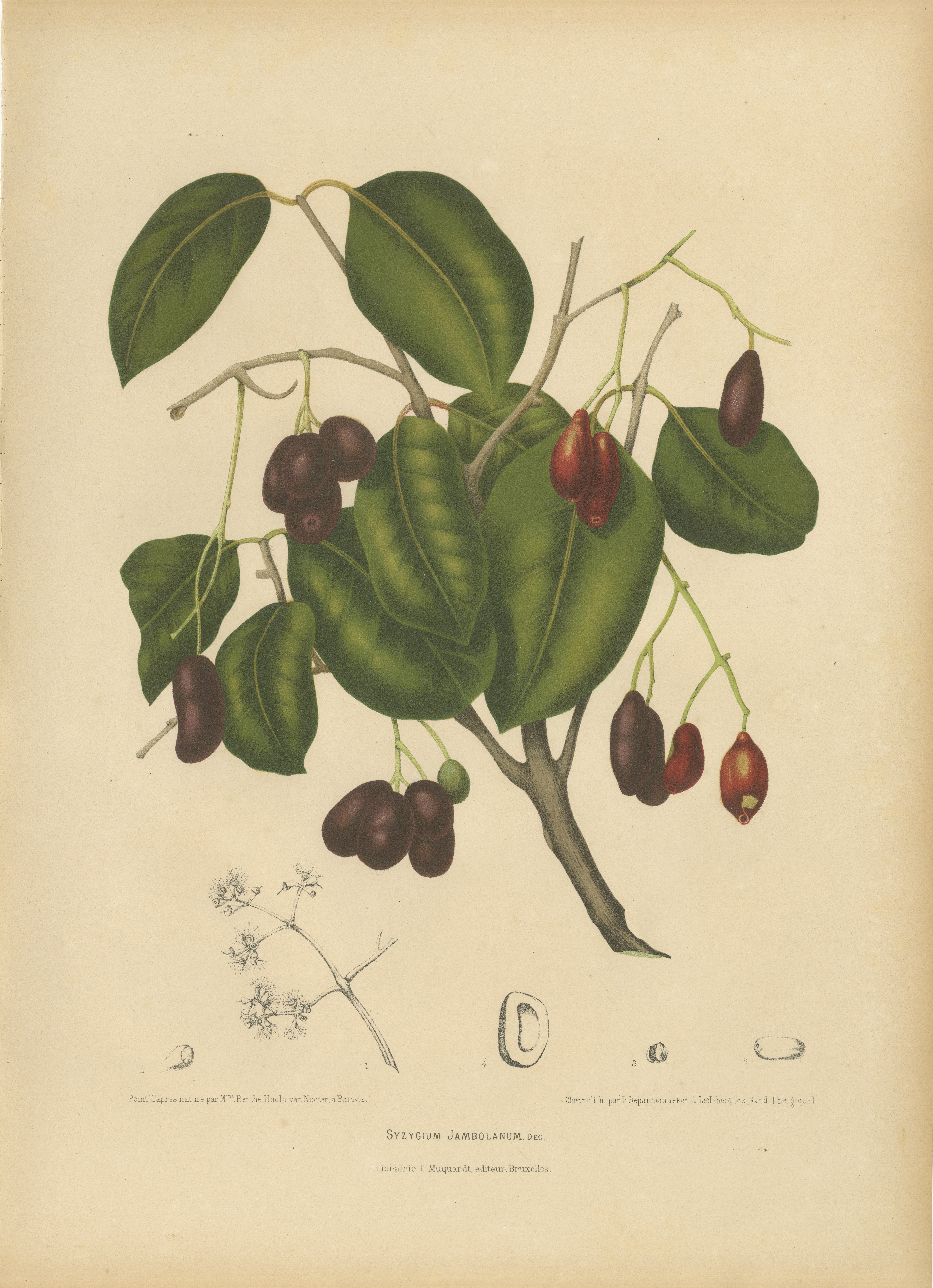 Antique Java Plum Botanical Chromolithograph by Hoola van Nooten, c. 1880 For Sale