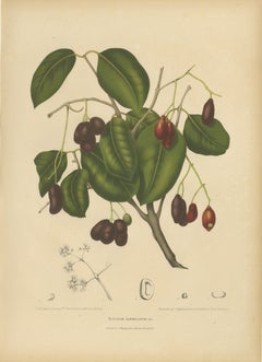 Antique Java Plum Botanical Chromolithograph by Hoola van Nooten, c. 1880