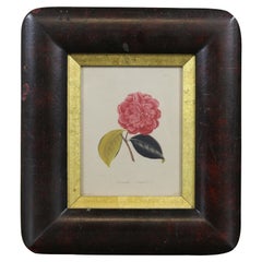 Antique JJ Jung "Camellia Anglica" Botanical Colored Engraving Floral Print