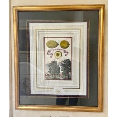 Antiker Johann Christoph Volkhamer Zitronen- Botanical-Gravurdruck, 18. Jahrhundert