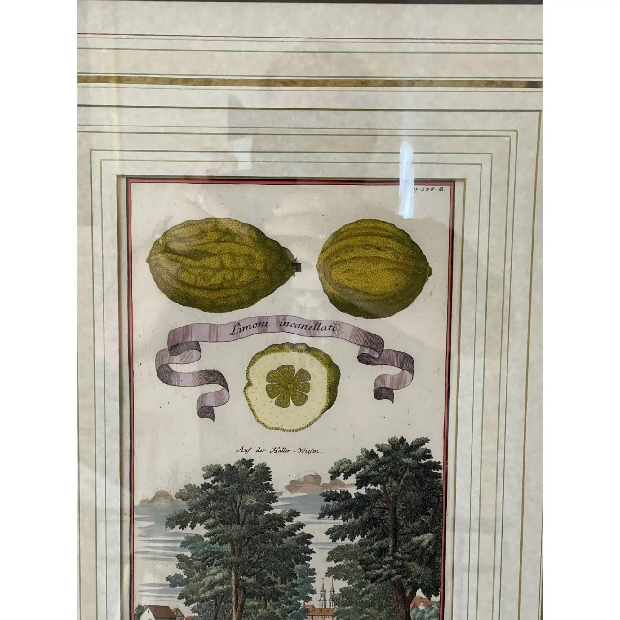 Antique Johann Christoph Volkhamer Lemon Botanical Engraving Print, 18th Century In Good Condition In LOS ANGELES, CA