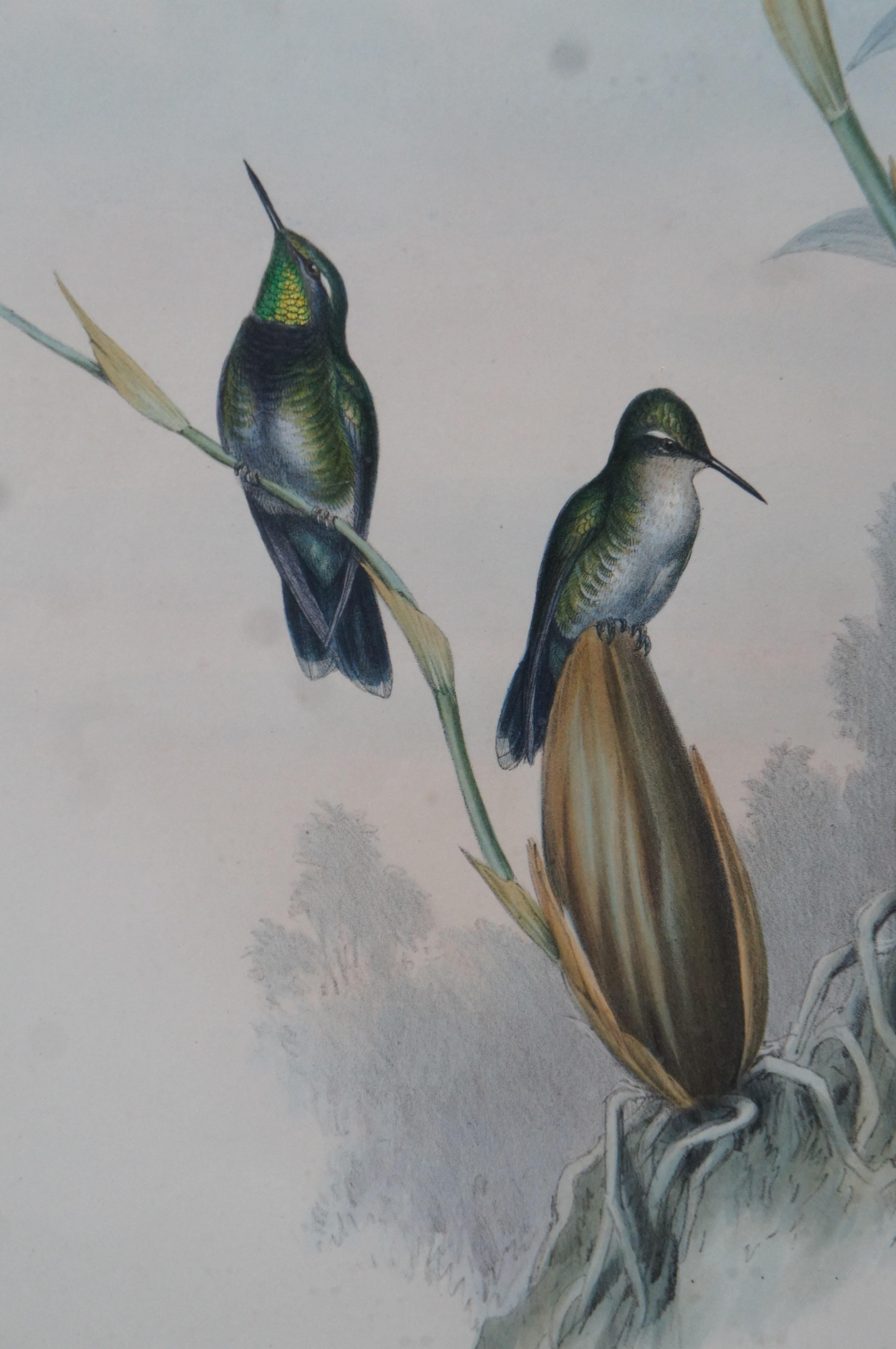 Antique John Gould Ornithological Myiabeillia Hummingbird Lithograph Print For Sale 5