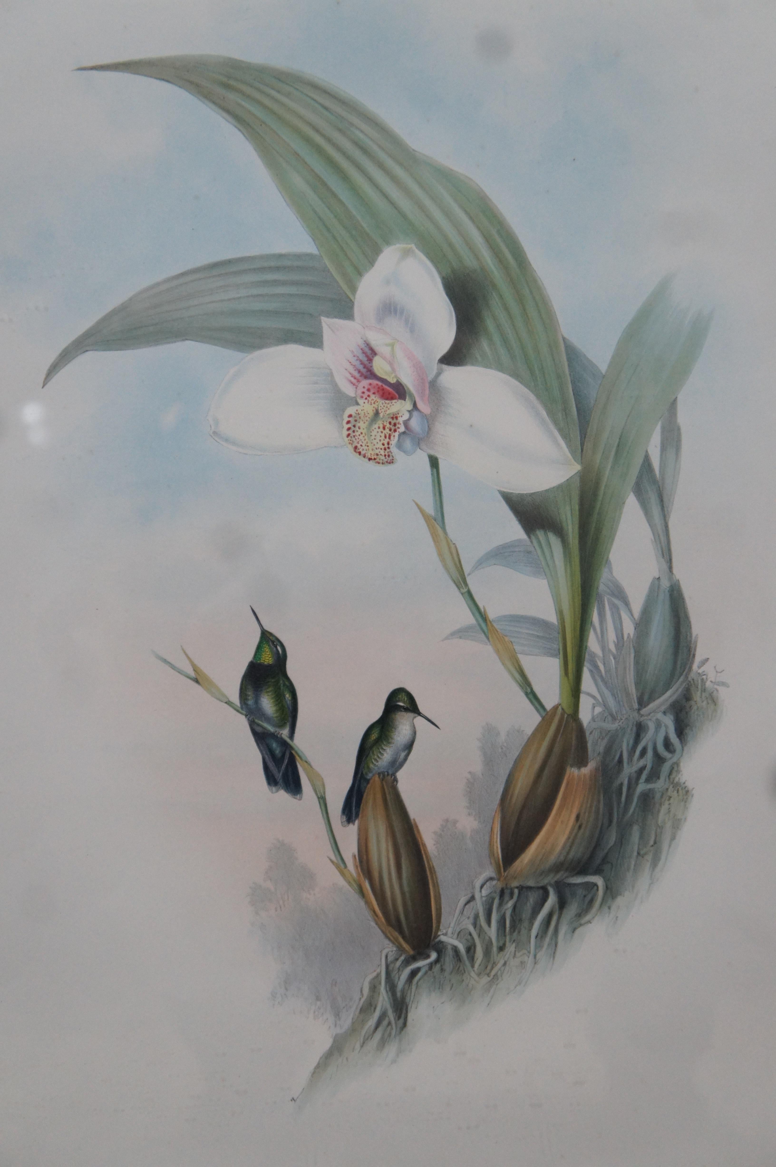 Antique John Gould Ornithological Myiabeillia Hummingbird Lithograph Print For Sale 1