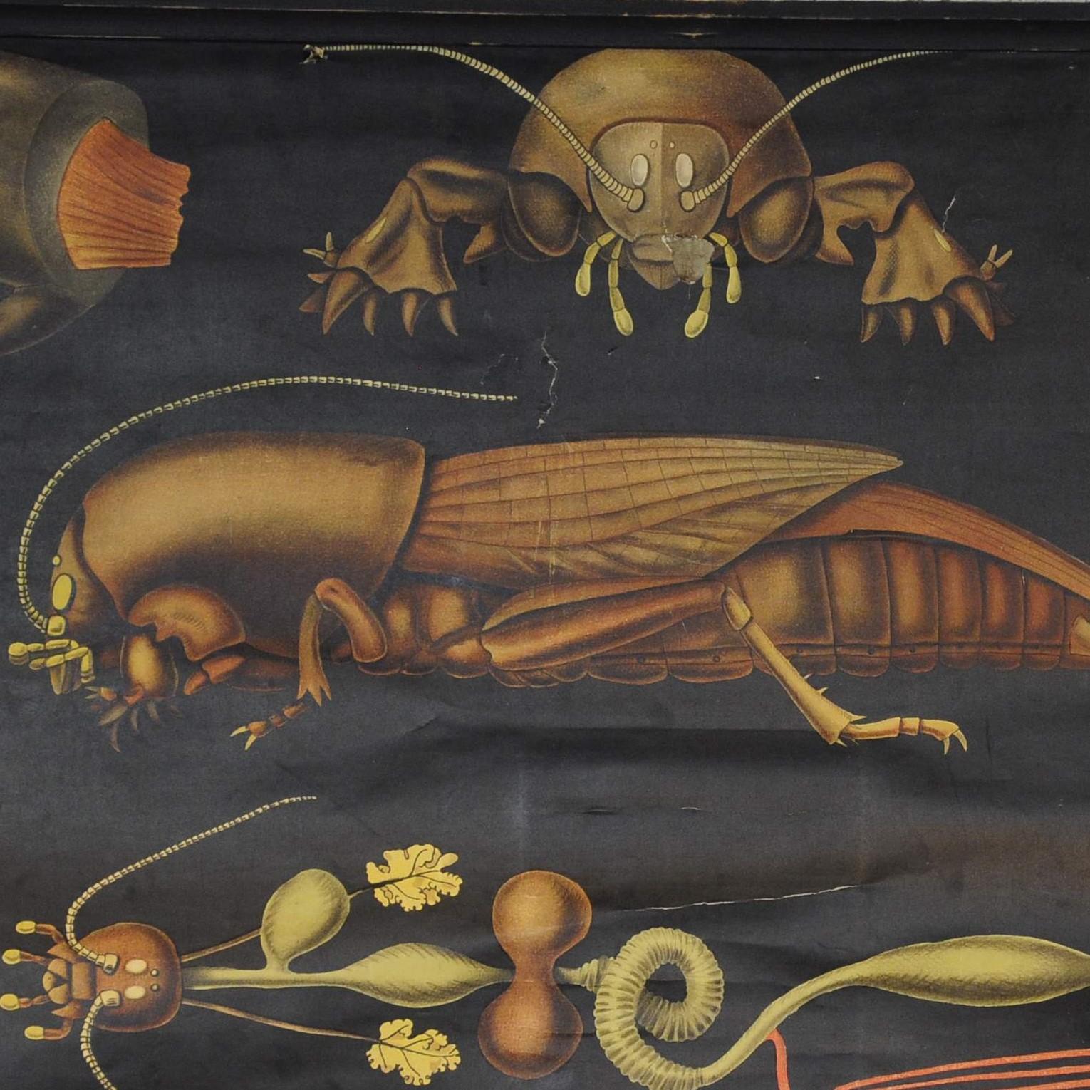 Eine antike Wandtafel von Jung Koch Quentell, die den Lebenszyklus der Europäischen Maulwurfsgrille (gryllotalpa gryllotalpa) zeigt. Herausgegeben von Fromann & Morian. Farbenfroher Druck auf mit Leinwand verstärktem Papier. Verwendet als MATERIAL