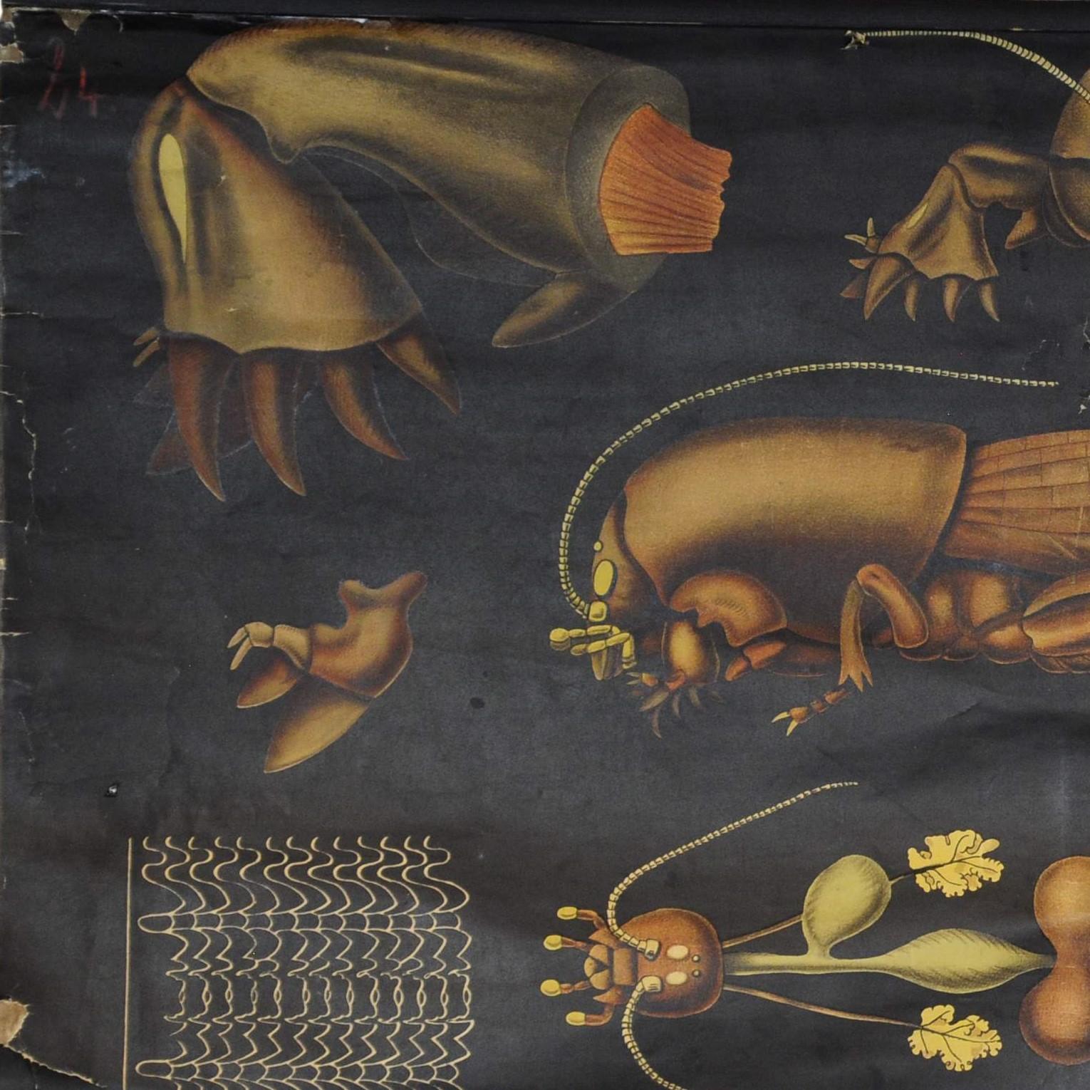 Antike Jung Koch Quentell Rollbare Wandtafel aus europäischem Mole Cricket Gryllotapla (Land) im Angebot