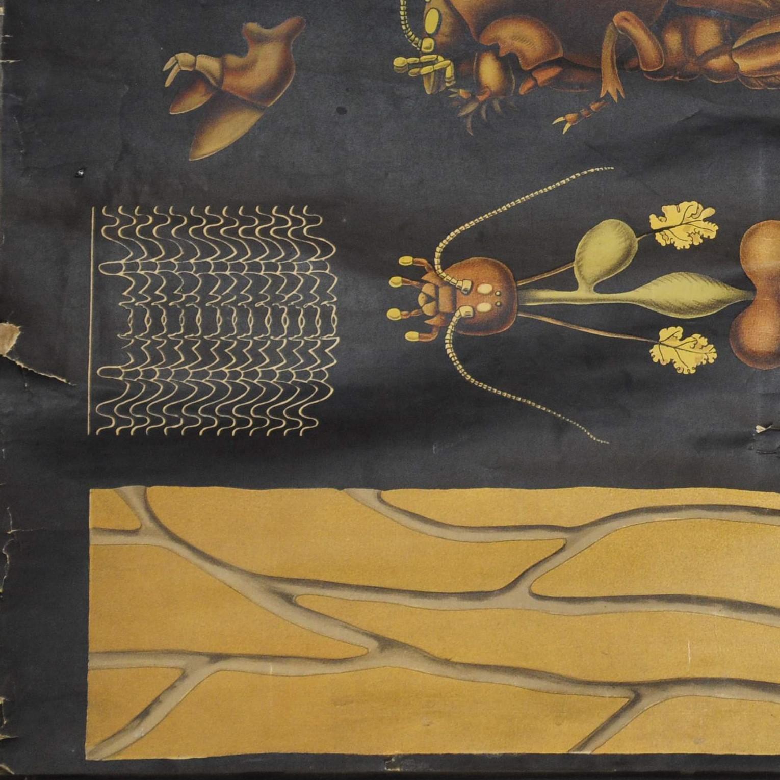 Antike Jung Koch Quentell Rollbare Wandtafel aus europäischem Mole Cricket Gryllotapla (Deutsch) im Angebot