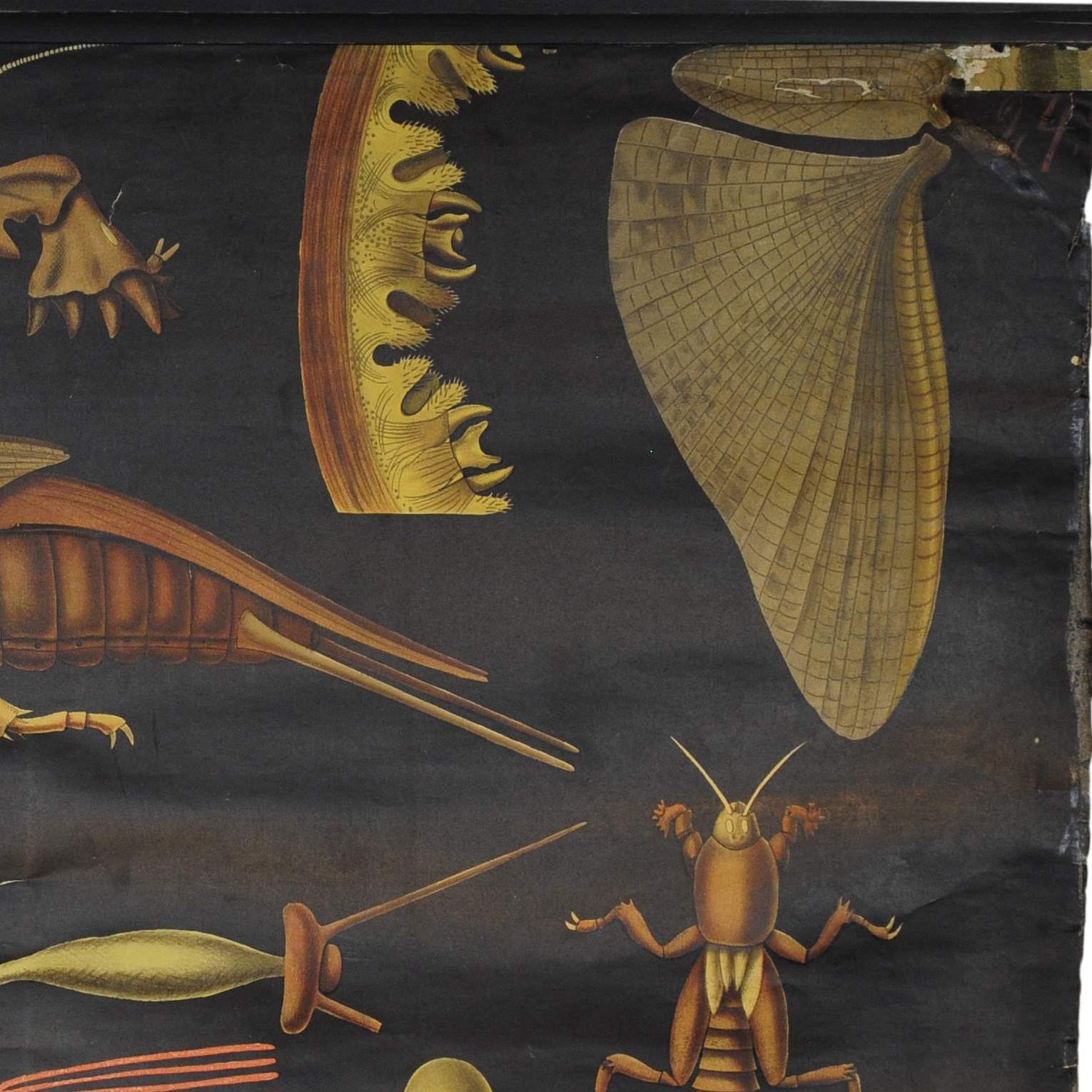 Antike Jung Koch Quentell Rollbare Wandtafel aus europäischem Mole Cricket Gryllotapla im Zustand „Gut“ im Angebot in Berghuelen, DE