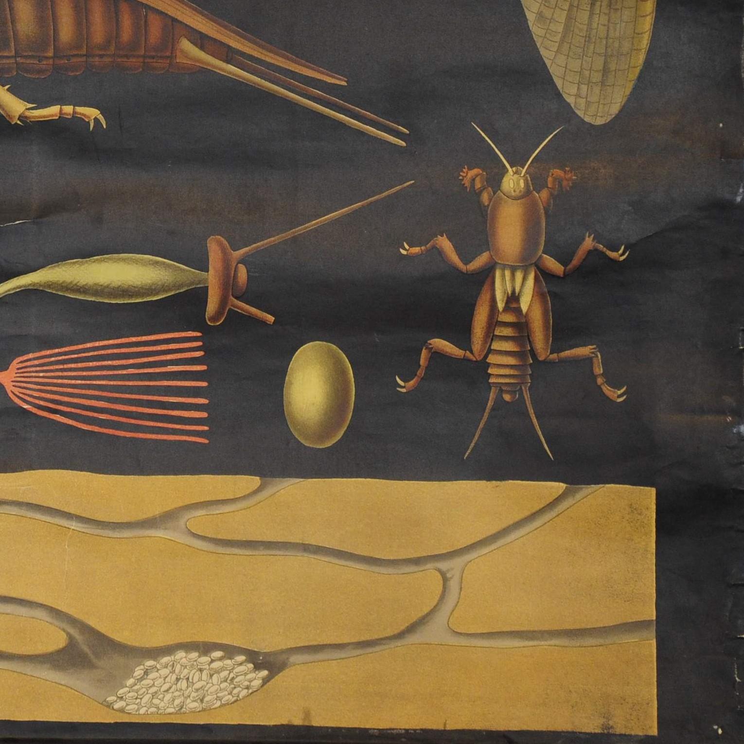 Antike Jung Koch Quentell Rollbare Wandtafel aus europäischem Mole Cricket Gryllotapla (20. Jahrhundert) im Angebot