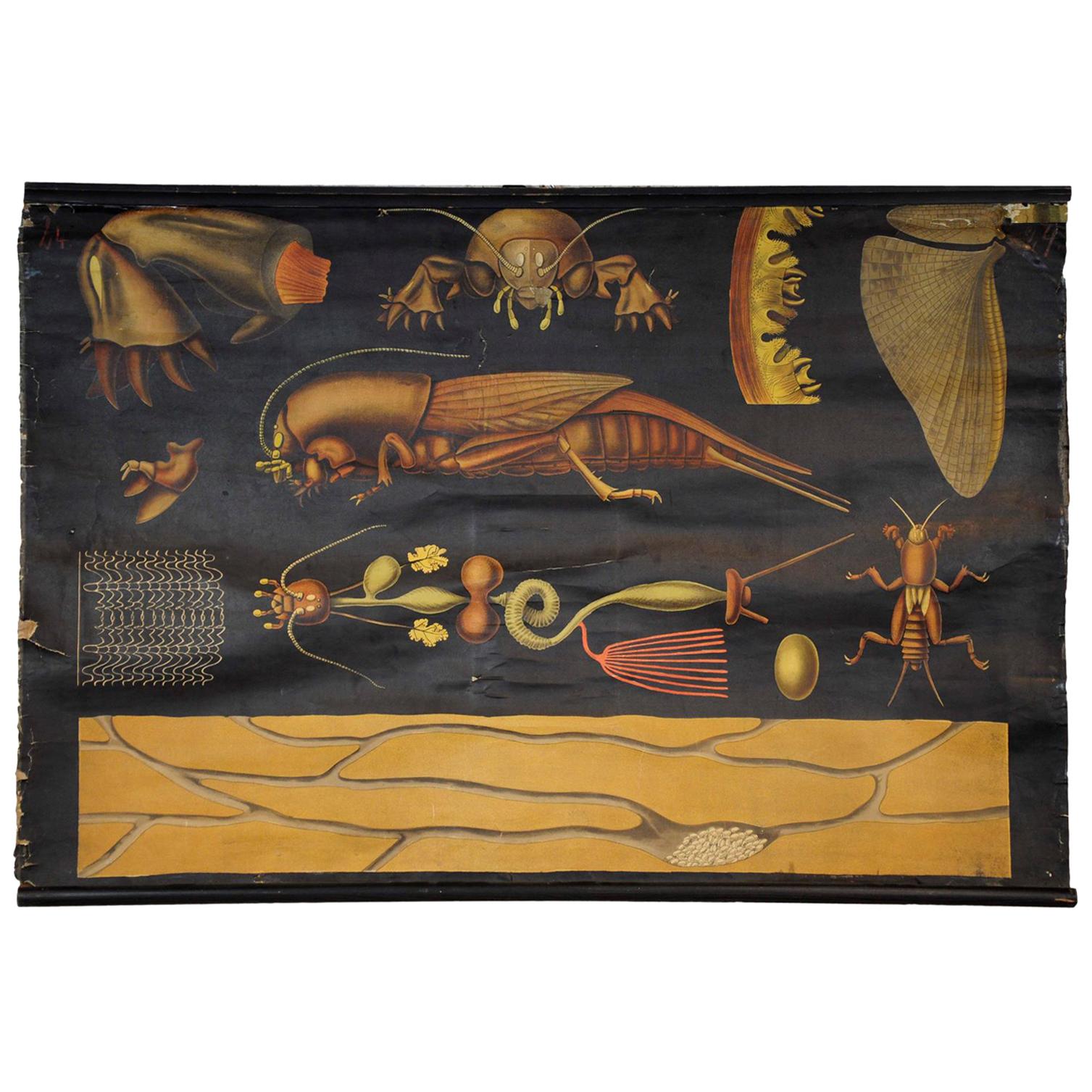 Antike Jung Koch Quentell Rollbare Wandtafel aus europäischem Mole Cricket Gryllotapla im Angebot