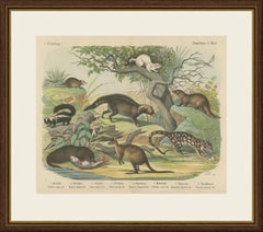 Antique Kangaroo and Otter Print with Ermine and Skunk, Kolb Mammals, circa 1890