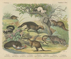 Antique Kangaroo and Otter Print with Ermine and Skunk, Kolb Mammals, circa 1890
