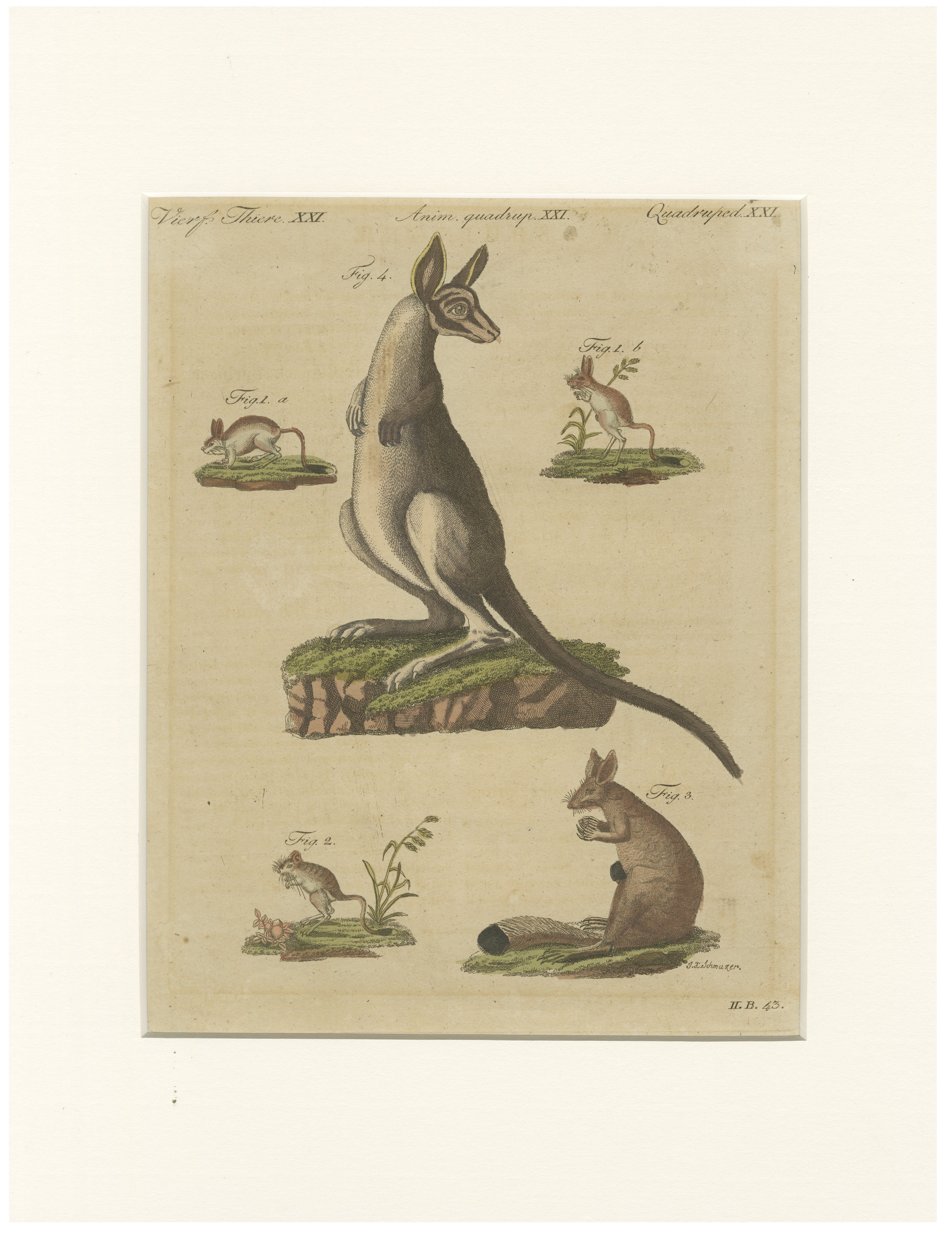 Antike Gravur mit Känguru, Wallaby und hüpfenden Säugetieren – Bertuch, um 1795