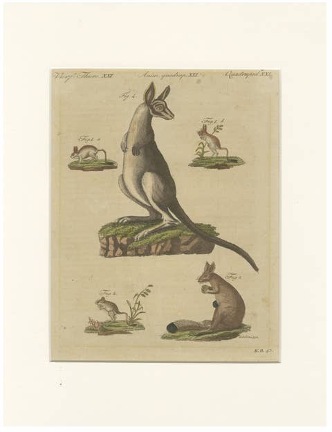 Antique Kangaroo, Wallaby & Hopping Mammals Engraving – Bertuch, c. 1795