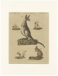 Antique Kangaroo, Wallaby & Hopping Mammals Engraving – Bertuch, c. 1795