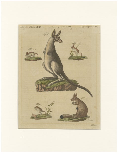 Antique Kangaroo, Wallaby & Hopping Mammals Engraving, Bertuch, c. 1795